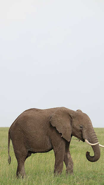 Elephant , Top quality, Elephant backgrounds, Visual delight HD phone wallpaper
