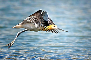 Flying Bird, flying, beautiful, bird HD wallpaper