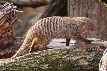 Mungos mungo, Colonus East African banded mongoose, Captivating wildlife, African savanna HD wallpaper