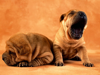 Animals, Dogs HD wallpaper