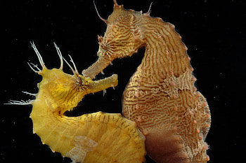 Barbour's, Seahorses HD wallpaper