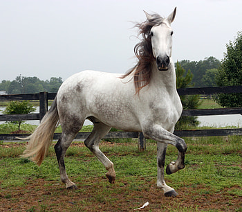 Nico The PRE, spanish, andalusian, horses, grey, pre HD wallpaper
