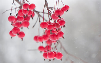 Pink berries, winter, pink, iarna, fruit, berry HD wallpaper