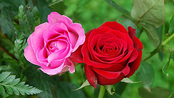 ROSES, PETALS, LEAVES, COLORS, STEMS HD wallpaper