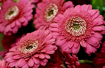 Flowers, Gerberas, Petals, Close-Up, Scarlet HD wallpaper