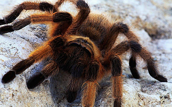 Be Afraid Very Afraid, hairy, brown, spider, legs HD wallpaper