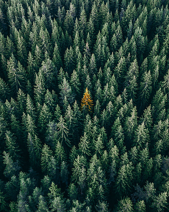 Nature, Trees, View From Above, Top, Coniferous, Forest, Tops HD phone wallpaper