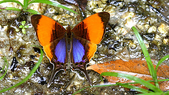 Butterfly on Rainforest, animal, wings, leaves, rain, butterfly, autumn, forest HD wallpaper