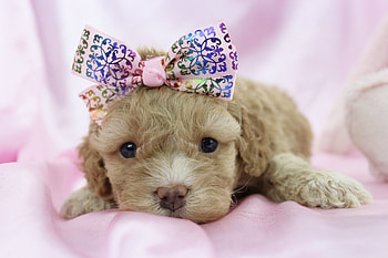 Ppuppy, sweet, animal, dog, puppy, pink, cute, bow, caine HD wallpaper