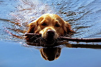 Animals, Dog, Muzzle, To Swim, Swim, Team, Stick HD wallpaper