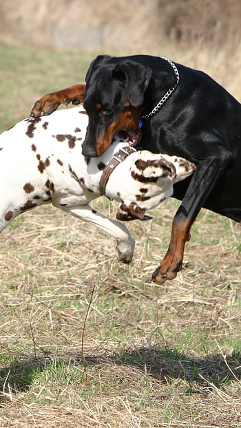 Doberman Dog, Fighting, Dog HD phone wallpaper