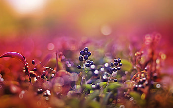 Berries, Macro, Glare, Shine, Light, Sunny, Solar HD wallpaper