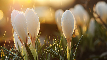 Preview spring, snowdrops, flowers, buds, drops, sun, glare HD wallpaper