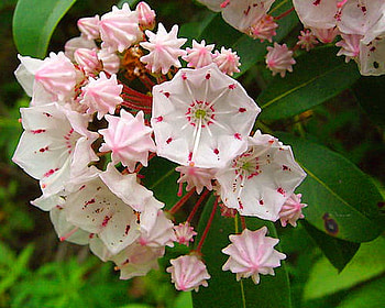 Laurel, pink, white, green leaves, conneticut, flowers, mountain laurel HD wallpaper