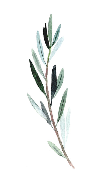 Olive branches, Tech and design, Stylish , enhancement HD phone wallpaper