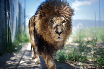 Animals, Muzzle, Shadow, Lion, Predator, Mane HD wallpaper