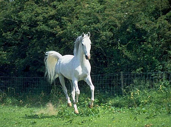 ELEGANT HORSE, white, Horse, Elegant, animals, nature HD wallpaper