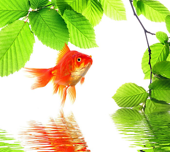 Golden Fish, reflection, green, fish, water, golde HD wallpaper