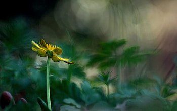 Flower, Macro HD wallpaper