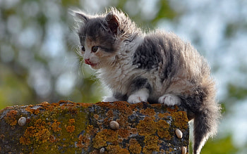 Animals, Kitty, Kitten, Spotty, Spotted, Is Sitting, Sits, Street HD wallpaper