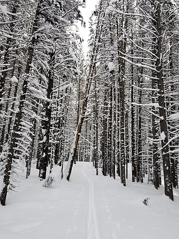Nature, Snow, Road, Forest, Path HD phone wallpaper