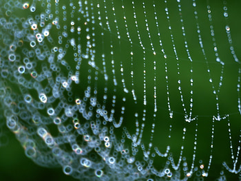 Web, Drops, Macro, Dew, Net HD wallpaper