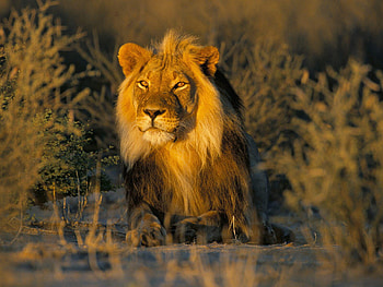 Leo the Lion, animal, trees, cat, lion HD wallpaper