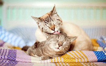 Animals, Cats, Couple, Pair, Care, Tenderness HD wallpaper