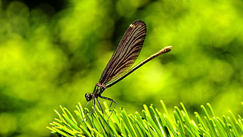 Plant, Macro, Surface, Dragonfly HD wallpaper