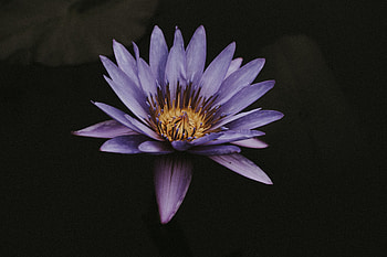Flowers, Lotus, Violet, Flower, Close-Up, Bloom, Flowering, Purple HD wallpaper