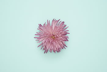 A beautiful pink flower isolated on a pastel blue background, emphasizing its delicate petals. HD wallpaper