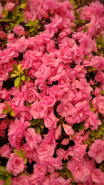Pink Flowers, pink flower, flower, earth, nature HD phone wallpaper