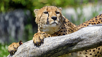 Ultra cheetah , Exquisite wild cat, Captivating spotted pattern, Untamed beauty HD wallpaper