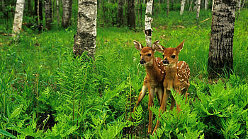 Deers, Wild Animals HD wallpaper