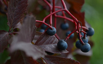 Leaves, Grapes, Macro, Branch, Berry HD wallpaper