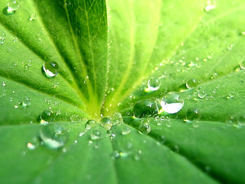 leaf, cool, forests, water, nice HD wallpaper