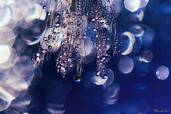 Hope, glimmer, frozen, flower, drops, nature, refraction HD wallpaper
