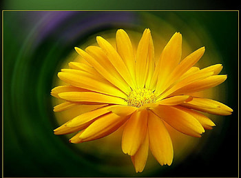 Yellow flower, flowers, 3d HD wallpaper
