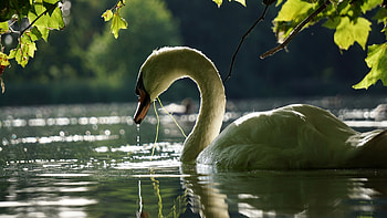 Swan, leaves, water, lke, silence HD wallpaper