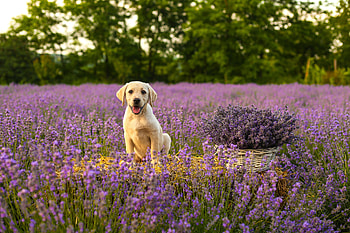 Animals, Dog, Protruding Tongue, Tongue Stuck Out, Puppy, Labrador, Lavender HD wallpaper