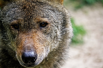 Wonderful guy, head, nature, wild, wolf HD wallpaper