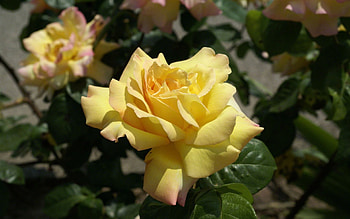 Large Pale Yellow Rose, shadow, pale, rose, leaves, petals, flower, green, yellow, nature HD wallpaper