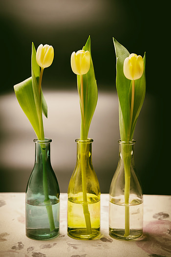 Flowers, Tulips, Vase, Spring, Bottle, Bottles HD phone wallpaper