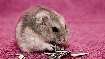 Animals, Food, Mat, Seeds, Sunflower Seeds, Hamster, Rug HD wallpaper