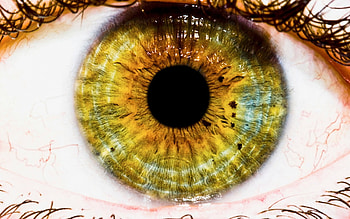 I C U, cornea, eye HD wallpaper