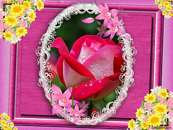 LOVELY ROSE, ROSE, LOVELY, FRAMED HD wallpaper