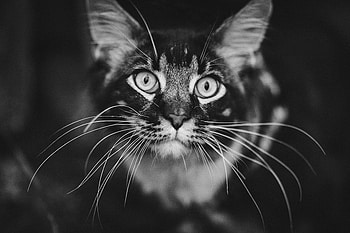 Animals, Cat, Fluffy, Muzzle, Bw, Chb, Mustache, Moustache HD wallpaper