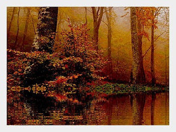 lake in forest, forest, lake HD wallpaper