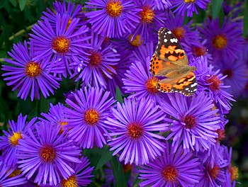 Blooms and butterfly for Betty, purple, orange and black, butterfly, gerbers, flowers HD wallpaper