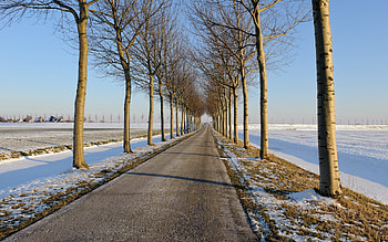 Snow, Winter, Road, , Tree HD wallpaper